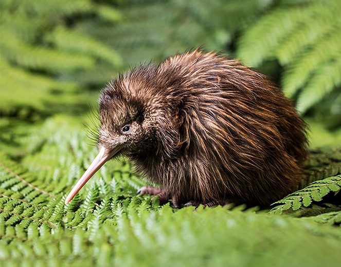 Kiwi on a fern
