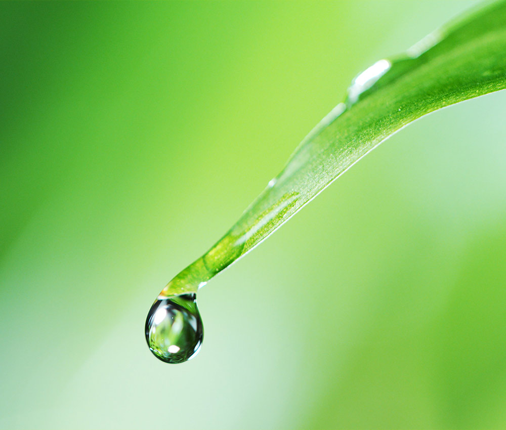 Water dropping off green leaf