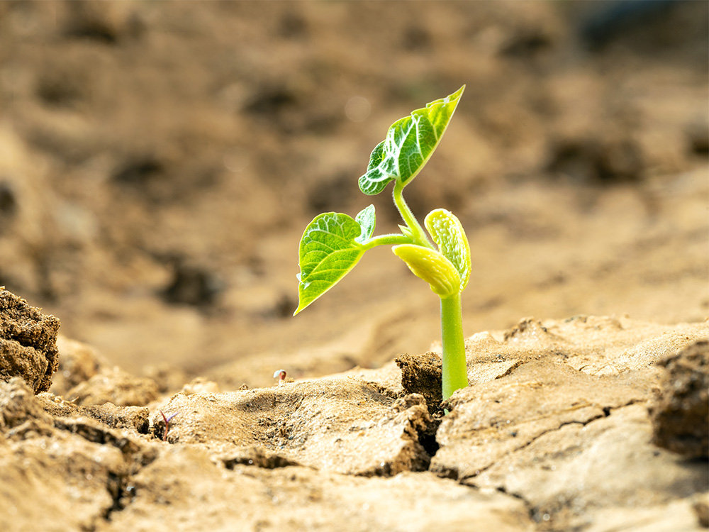 Seedling trying to grow in cracked land affected by climate change