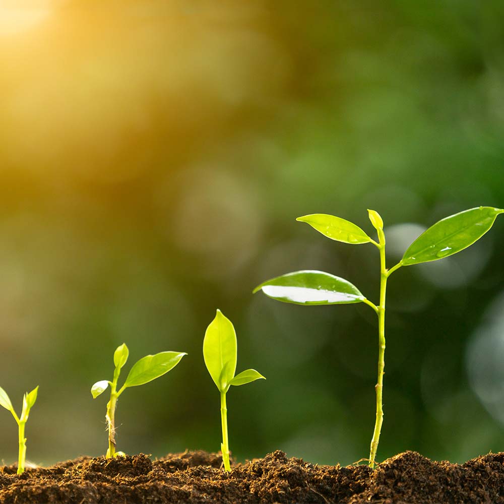 Seedlings in different stages of growth in a line, in dirt. 