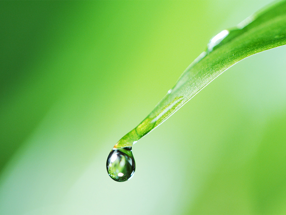Water droplet on the end of a leaf.