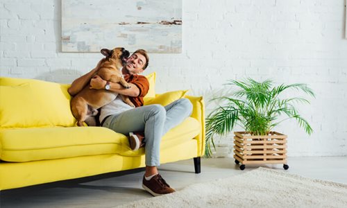 Person sitting on yellow couch in his first home with his french bulldog.
