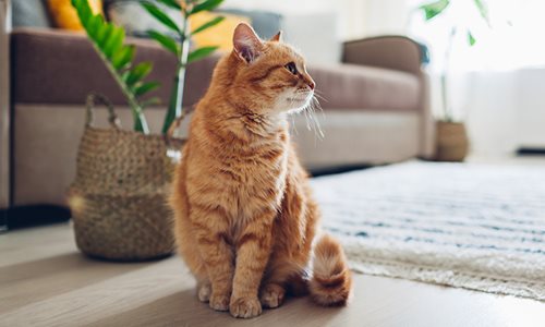 A ginger cat sitting on the floor looking to the side next to a plant