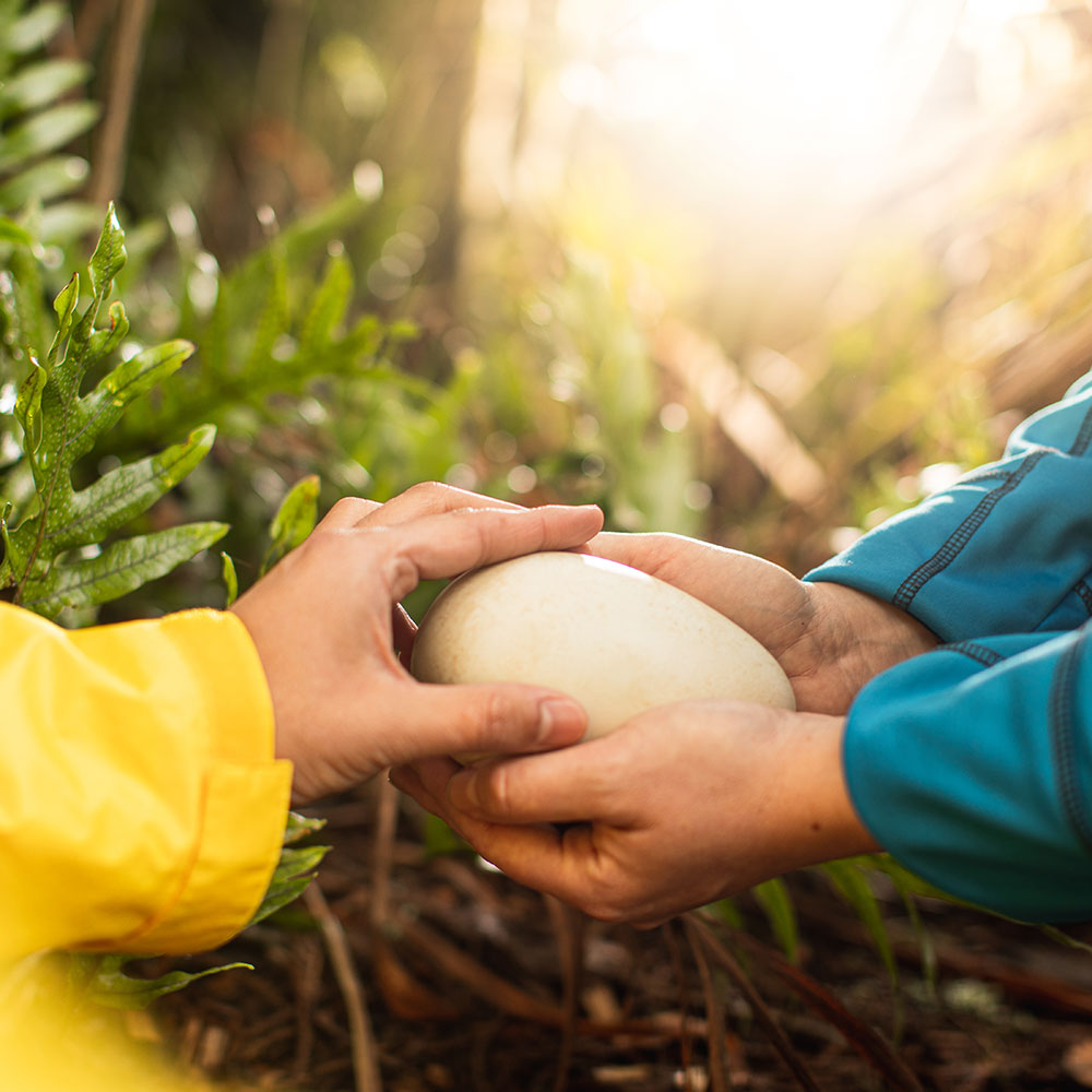 Hands holding a kiwi egg with native forest in the background.